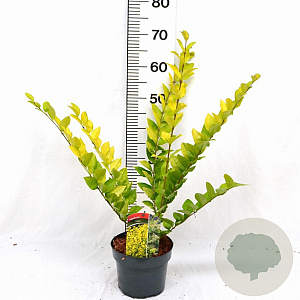 Ligustrum 'Vicaryi' 30-40 cm 3,0L