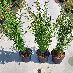 Ligustrum vulgare 60-70 cm 5,0L
