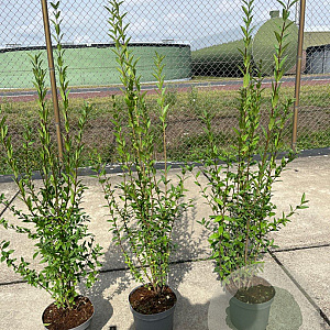 Ligustrum vulgare 100-125 cm 5,0L