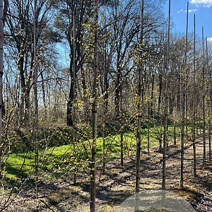 Lindera benzoin 8-10 HO draadkluit