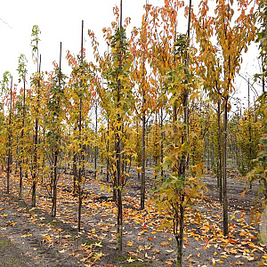 Liquidambar styraciflua 10-12 HO draadkluit geveerd