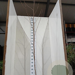 Liriodendron tulipifera 200-250 cm 7,5L Gestokt