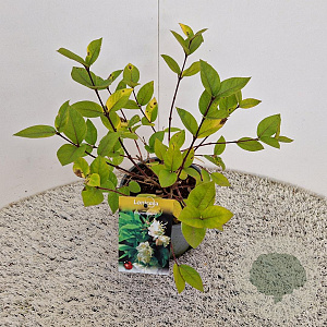 Lonicera fragrantissima 25-30 cm 2,5L