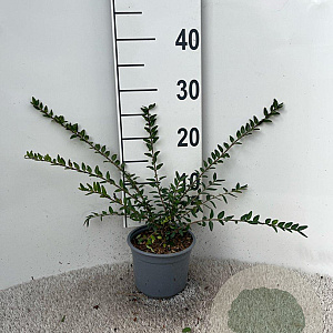 Lonicera pileata 'Moss Green' 25-30 cm C1.3