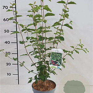 Lonicera xylosteum 60-80 cm 2,0L
