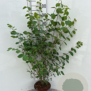 Lonicera xylosteum 60-80 cm 5,0L