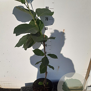 Magnolia denudata Yellow River 60-80 cm 5,0L