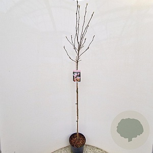Magnolia 'George Henry Kern' 100 cm stam 5,0L
