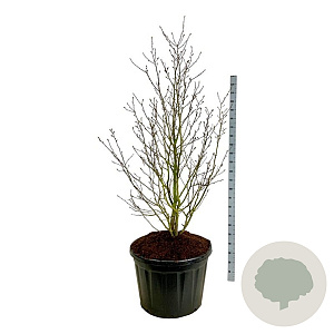 Magnolia loebneri 'Merrill' 175-200 cm cont. 180L solitair