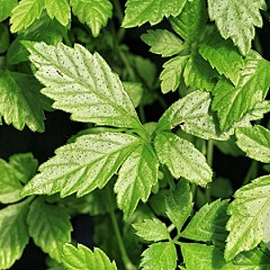 Gynostemma pentaphyllum GM P13