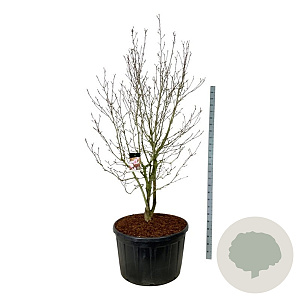 Magnolia soulangeana 225-250 cm cont. 285L solitair