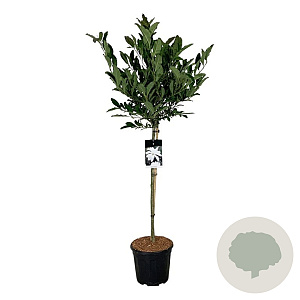 Magnolia stellata 90 cm stam 15L