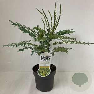 Mahonia media 'Charity' 40-50 cm 2,0L
