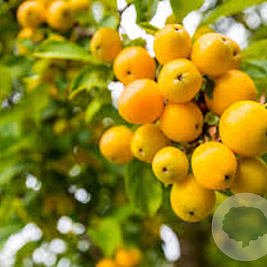 Malus 'Comtesse de Paris' 14-16 cm 50L