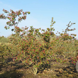 Malus floribunda 200-250 cm draadkluit meerstammig