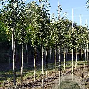 Malus 'John Downie' 8-10 HO draadkluit