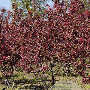 Malus 'Profusion' 150-175 cm draadkluit meerstammig 80-100 breed