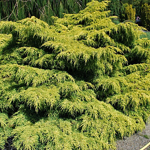 Juniperus media 'Old Gold' 20-30 cm 2,5L