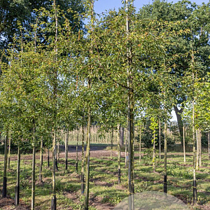 Malus toringo 'Brouwers Beauty' 16-18 HO draadkluit 250 cm stam