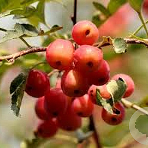 Malus toringoides 'Mandarin' 14-16 HO draadkluit