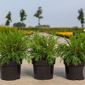 Microbiota decussata 30-40 cm 3,0L