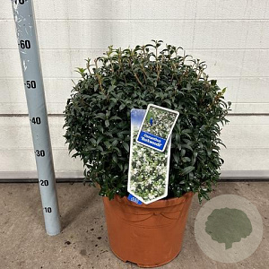 Osmanthus burkwoodii 45 cm 15L bol