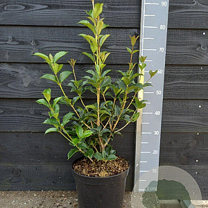 Osmanthus fragrans 60-80 cm 7,5L