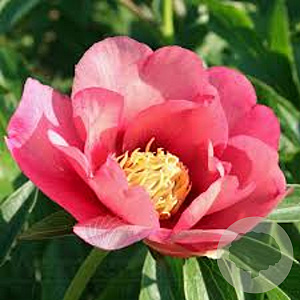 Paeonia (I) 'Old Rose Dandy' GM  P11