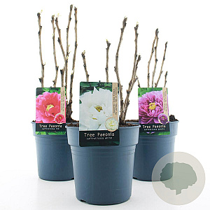 Paeonia suffruticosa 30-40 cm 6L