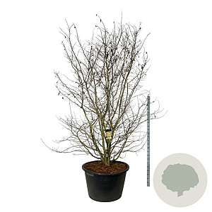 Parrotia persica 300-350 cm cont. 500L solitair