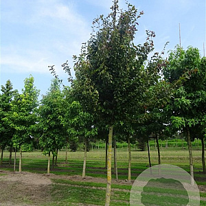 Parrotia persica 'Vanessa' 40-60 cm 7,5L