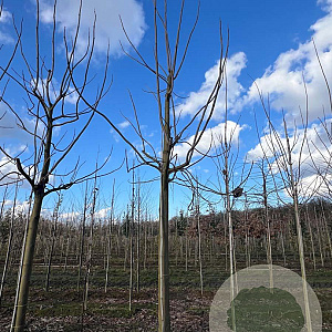 Paulownia tomentosa 50-60 HO draadkluit