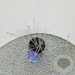 Perovskia 'Blue Spire' 40-45 cm 2,5L