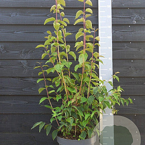 Philadelphus 'Starbright' 80-100 cm 10L