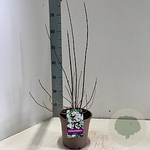 Philadelphus 'Virginal' 30-40 cm 2,0L