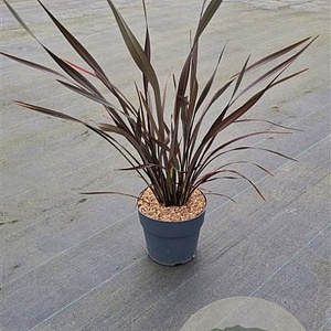 Phormium 'Platt's Black' 30-40 cm 5,0L