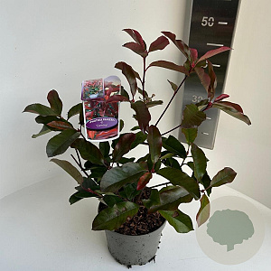 Photinia fraseri 'Camilvy' 20-30 cm 2,0L