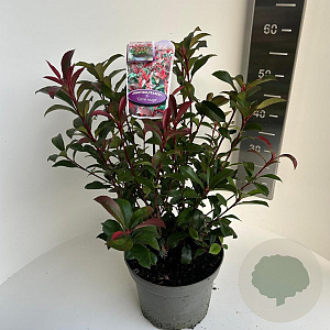 Photinia fraseri Carré Rouge 50-60 cm 5,0L