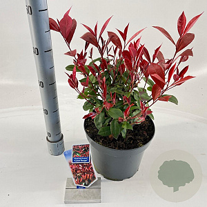 Photinia fraseri Carré Rouge 60-70 cm 5,0L