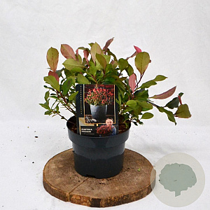 Photinia fraseri 'Little Fenna' 25-30 cm 2,0L