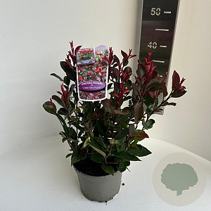Photinia fraseri 'Little Red Robin' 20-30 cm 2,0L