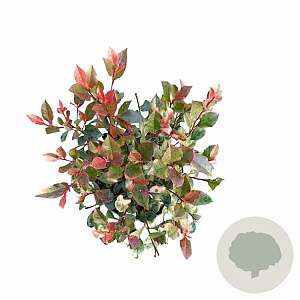 Photinia fraseri 'Little Red Robin' 30-40 cm 5,0L