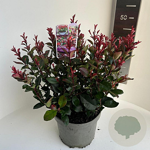 Photinia fraseri 'Little Red Robin' 30-40 cm 5,0L