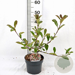 Photinia fraseri Louise 40-50 cm 3,0L