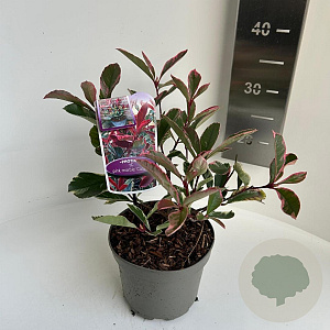 Photinia fraseri Pink Marble 20-30 cm 2,0L