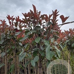 Photinia fraseri 'Red Robin' 200 cm stam 10L