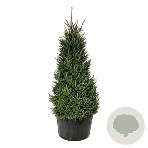 Picea abies 250-300 cm cont. 500L solitair