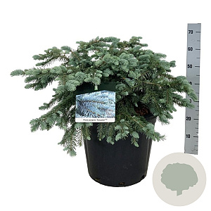 Picea pungens 'Karpaten' 60-80 cm 30L extra
