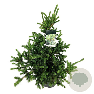 Picea pungens 'Lucky Strike' 60-80 cm 30L extra