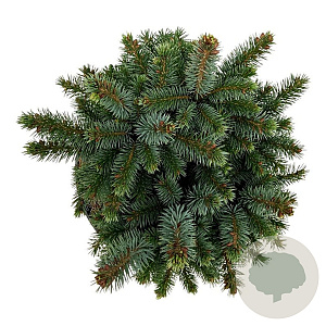 Picea sitchensis 'Midget' 20-25 cm